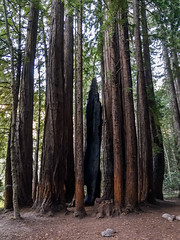 Redwood Stand