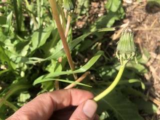dandelion (Taraxacum vulgare)