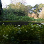 Loddon Valley River Weed