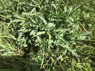 wild rocket (Diplotaxis tenuifolia)