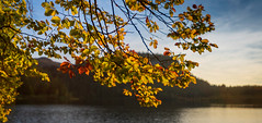Autumn at Lac de Bonlieu / L'automne au lac de Bonlieu