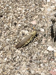 Grasshopper - Photo of Feuilla
