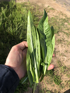 chicory (Cichorium intybus)