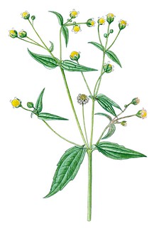 gallant soldier (Galinsoga parviflora)