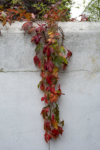Colourful Leaves against a White Wall, Belsize Park