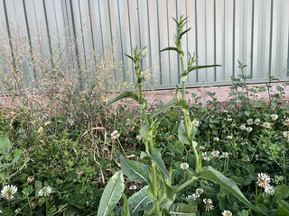 chicory (Cichorium intybus)