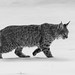 Feline Traverse © Ron Belak -  1st in Black & White