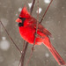 12 Cardinal © Dan Bernskoetter - 3rd in Published Images