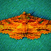 09 Moth Alien © David Staat - 3rd in Altered:Composite