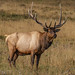 01 Elk Looking for His Girls © Frank Zurey - 3rd in Images Last Conf
