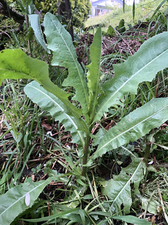 wild lettuce (Lactuca serrioloa)