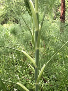 fennel (Foeniculum vulgare) stem