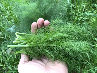 fennel (Foeniculum vulgare) greens