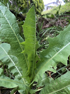 wild lettuce (Lactuca serrioloa)