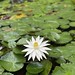 Lotus bloom Dof