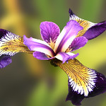 Iris Tintinhull Gardens by Elaine Robinson