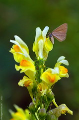 Papillon - Photo of Lestiou