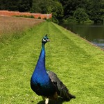 Peacock Portrait by Rob Draper