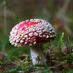 Thetford Forest Fly Agaric by Raymond Poulter