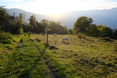 Vaches @ Montfort @ Saint-Gervais-les-Bains - Photo of Megève