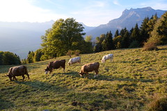 Vaches @ Montfort @ Saint-Gervais-les-Bains - Photo of Chamonix-Mont-Blanc