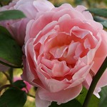 Pink Rose by Monica Guzik