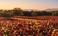Lagon de vignes d'automne