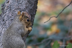 University of Utah Campus Squirrel