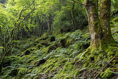 moss on rocks - Photo of Kruth