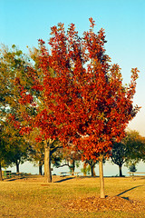 Oak with Fall Colors, White Rock Lake Park, Dallas, 1995