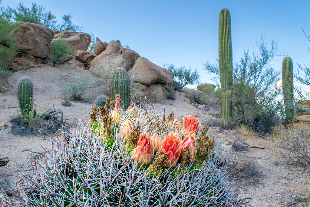 Cactus en fleur dans le désert de Sonoran Parc national Saguaro  Arizona