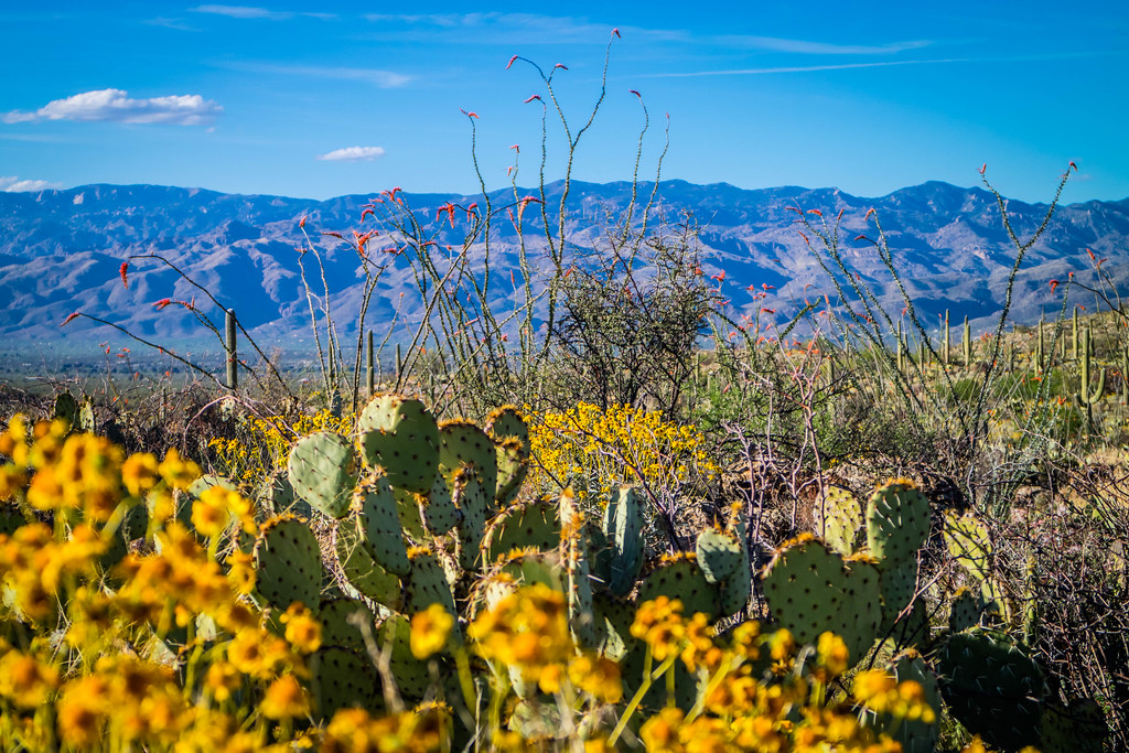 Cactus Ocotillo en fleur, dans le parc national Saguaro, Arizona