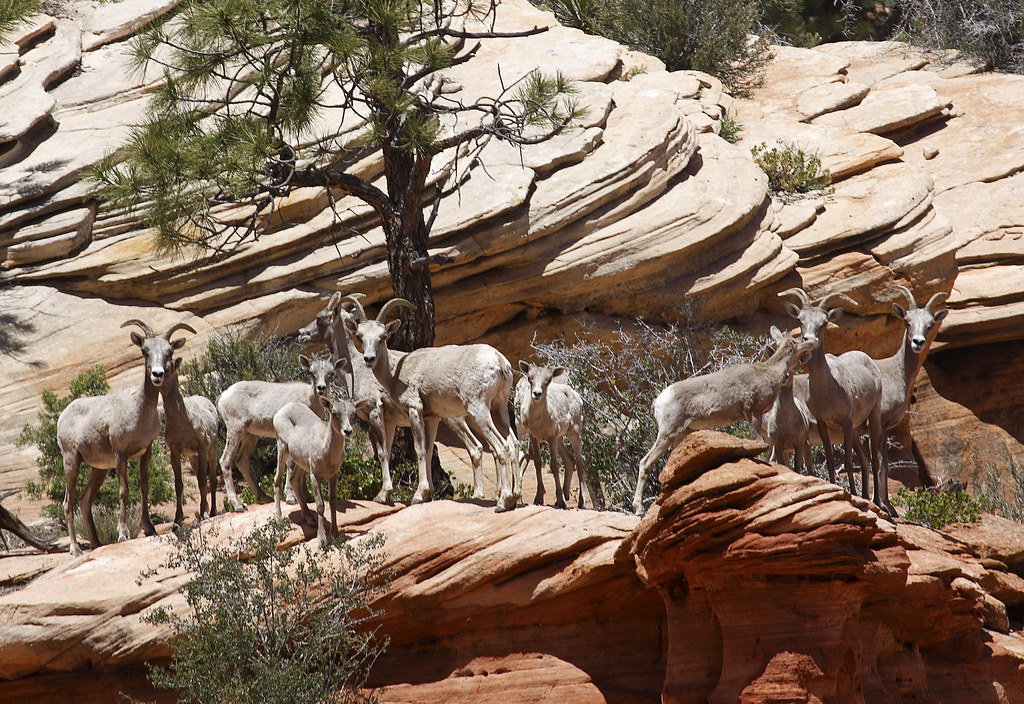 Chèvres de montagnes dans le parc national Zion, Utah