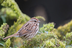 A Song Sparrow