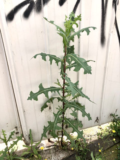 wild lettuce (Lactuca serriola) - prickly stem