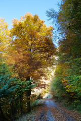 Chemin d'automne - Photo of Benque-Dessous-et-Dessus