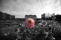 Château de Champs-sur-Marne 27102021-205 fleur isolée
