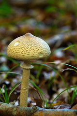 Champignon - Photo of Russy-Bémont