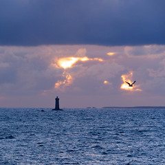le phare et l-oiseau - Photo of Lampaul-Ploudalmézeau