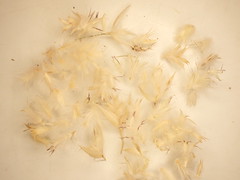 Dasyochloa pulchella - fluffgrass