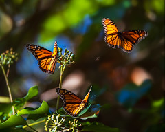 Y01_5371: Monarch Butterflies