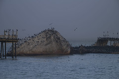 Birds at the SS Palo Alto