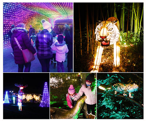 At the 2021 Bronx Zoo Light Show