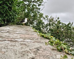 Gull on the Wall - Photo of Vains