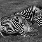 Grevy’s Zebra Woburn Safari Park by Elaine Robinson