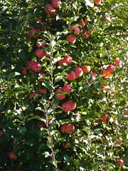 Pink Lady Apples on the Tree