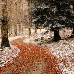 Chemin vers l-hiver - Photo of Estadens