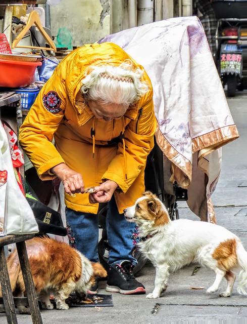 Elderly lady and dogs
