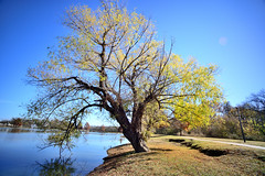 A tree at the park
