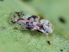 Corythucha arcuata - Photo of Herm